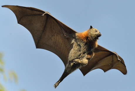 Mamãe Foxbat com filhote agarrado ao corpo (africahunting.com)