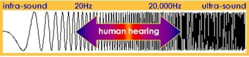 human hearing