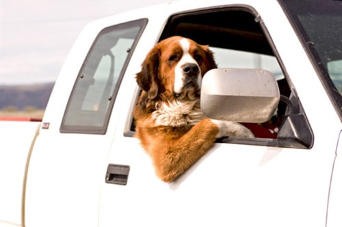 dicas-para-o-cachorro-parar-de-vomitar-no-carro