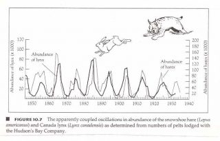 Populações reais de linces e lebres
